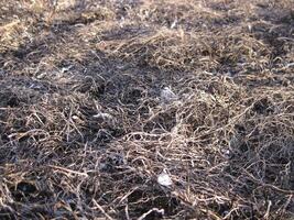 Background from the ashes of the burnt grass photo