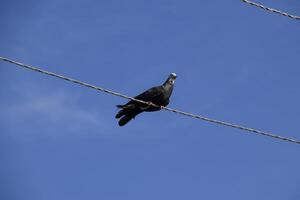 home thoroughbred pigeon sits on a power line wire photo