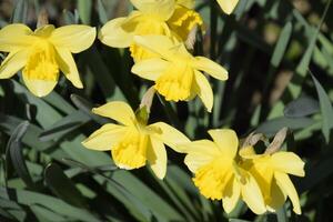 Spring flowering bulb plants in the flowerbed. Flowers daffodil yellow photo