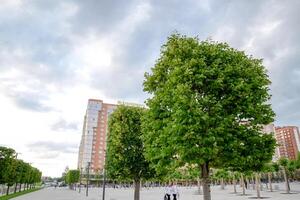 Trees of maple on the site in the city. Decorative trees. photo