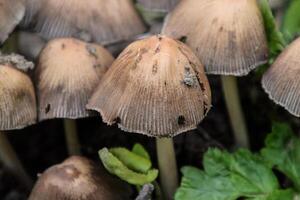 False mushrooms on the ground. The growth of fungi on moist soil. photo