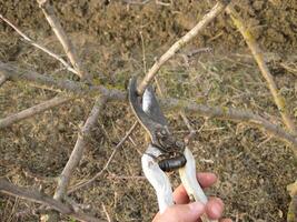 Pruning shears trees photo