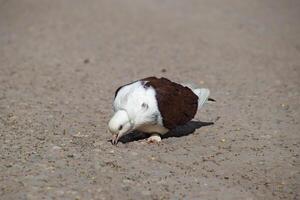 Purebred white-brown pigeon photo