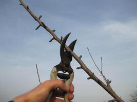 Pruning shears trees photo