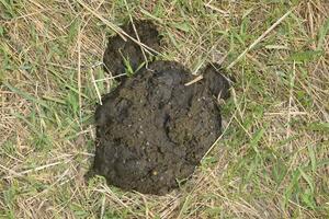 A cow cake in the grass. Manure of cattle. photo