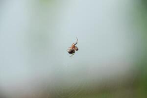 Small spider in his web of Araneus. Lovcen spider network photo