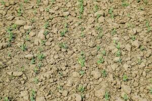 Pea shoots on the field. Young stalks of peas photo