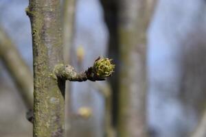 Blossoming buds of pear tree. Dissolve kidney pears photo