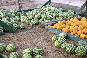 Collected in a pile of melons and watermelons photo