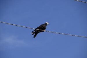 home thoroughbred pigeon sits on a power line wire photo