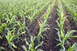 Young green corn on the field. Corn field in the spring. Growing photo