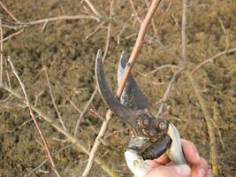 Pruning shears trees photo