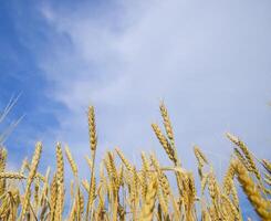 Spikelets of wheat against the blue sky. Mature wheat. photo