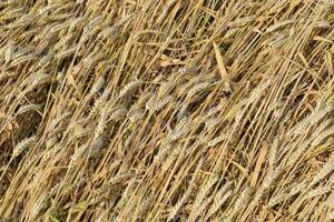 Mature wheat on the field. Spikelets of wheat. Harvest of grain. photo