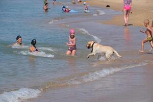 Games of children with a dog on the beach. A dog is a friend of man. photo
