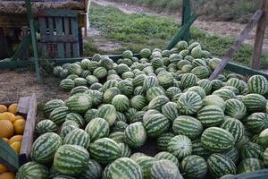 Collected in a pile of melons and watermelons photo
