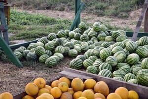 Collected in a pile of melons and watermelons photo