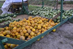 Collected in a pile of melons and watermelons photo