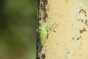 Isophya on an iron pillar. Grasshopper isofia male. photo
