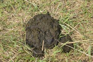 A cow cake in the grass. Manure of cattle. photo