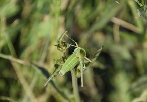 Isofya on the chicory stalks. Grasshopper isofia male photo