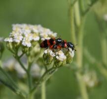 Mating of red beetles on white inflorescences of celandine photo