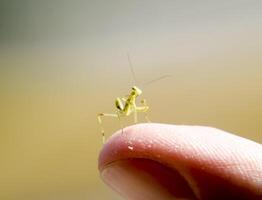 larva de el mantis. ninfa mantis, creciente insecto. foto