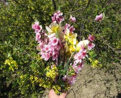 Bouquet of flowers peach, golden currant, and daffodils. Spring bouquet of flowers photo