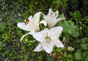 un flor de un blanco lirio. pistilos y estambres de blanco lirio. foto