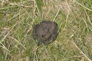 A cow cake in the grass. Manure of cattle. photo