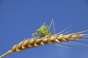 isofía. saltamontes es un isofía en un trigo espiguilla isofía un foto