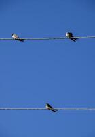 Swallows on the wires. Swallows against the blue sky. The swallo photo