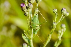 Isophya on the stems of the tubercle. Wingless grasshopper Isoph photo