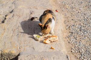 Tricolor cat eats bread on stone. Feeding a domestic cat. photo