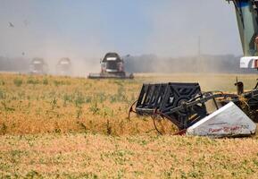 cosecha chícharos con un combinar segador. cosecha chícharos desde el campos. foto