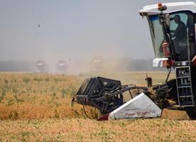 cosecha chícharos con un combinar segador. cosecha chícharos desde el campos. foto