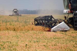 cosecha chícharos con un combinar segador. cosecha chícharos desde el campos. foto