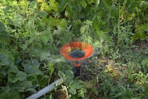 Watering strawberries with a rotating sprinkler. Watering in the garden. photo