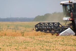 cosecha chícharos con un combinar segador. cosecha chícharos desde el campos. foto