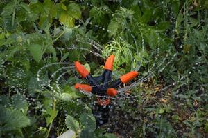 Watering strawberries with a rotating sprinkler. Watering in the garden. photo