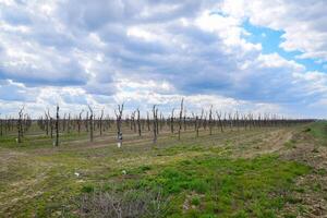 Apple trees in the garden, pruning apple trees photo