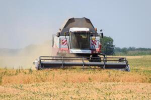 cosecha chícharos con un combinar segador. cosecha chícharos desde el campos. foto