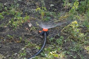 Watering the beds of tomato seedlings using a nozzle sprinkler. photo