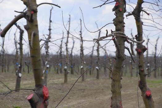 Apple trees in the garden, pruning apple trees photo