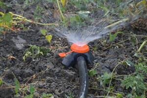 riego el camas de tomate plántulas utilizando un boquilla aspersor. foto