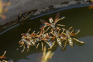 Wasps drink water from the pan, swim on the surface of the water. Wasps fly over the water. Wasps Polistes drink water photo