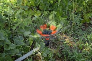 Watering strawberries with a rotating sprinkler. Watering in the garden. photo