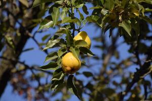 Ripe pears hang on branches of a tree. Late autumn in the garden, late varieties of pears. photo