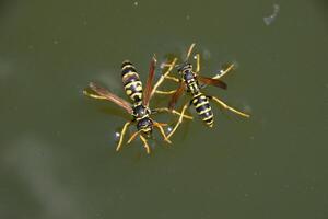 Wasps Polistes drink water. Wasps drink water from the pan, swim on the surface of the water, do not sink. photo