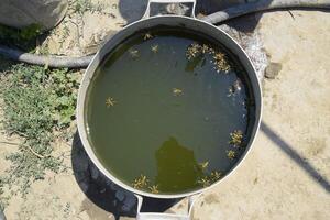 Wasps drink water from the pan, swim on the surface of the water. Wasps fly over the water. Wasps Polistes drink water photo